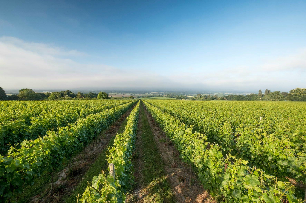 Image: Nyetimber Vineyard, England