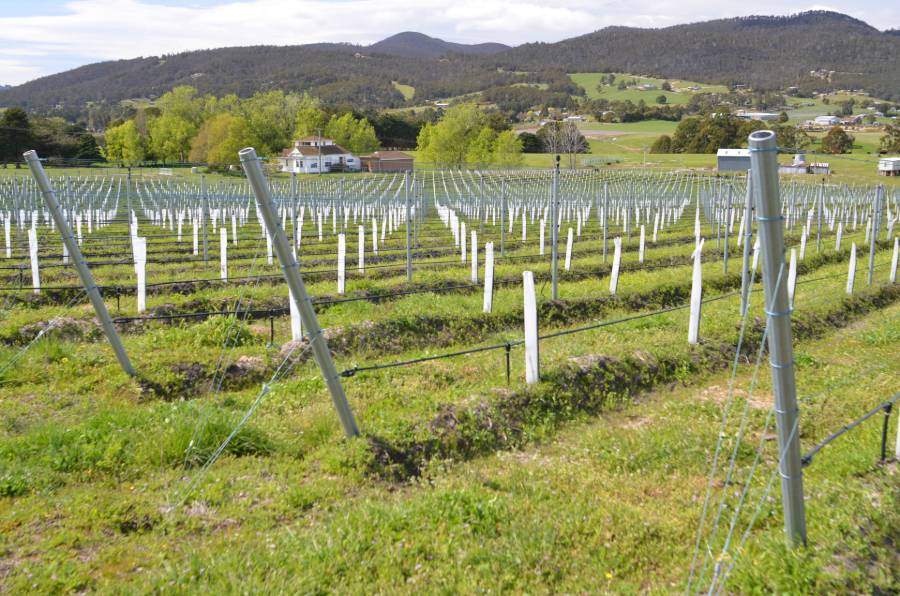 New vines, Home Hill. Image: Mark Smith