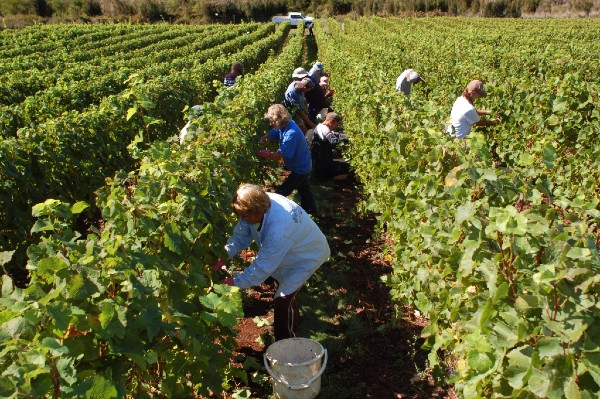 Sparkling wine harvest, Pipers Brook