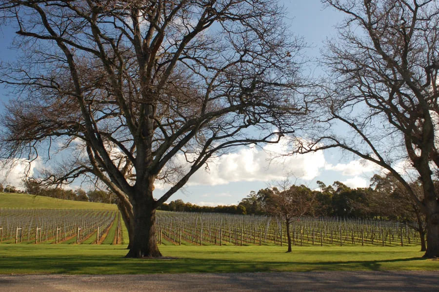 Bay of Fires Vineyard, Pipers River