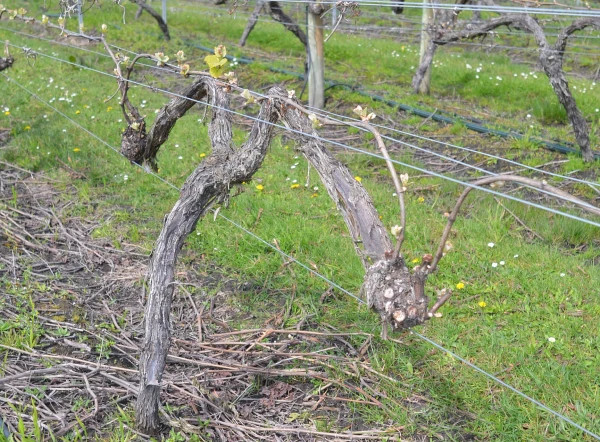 New shoots on 'double header' vine.