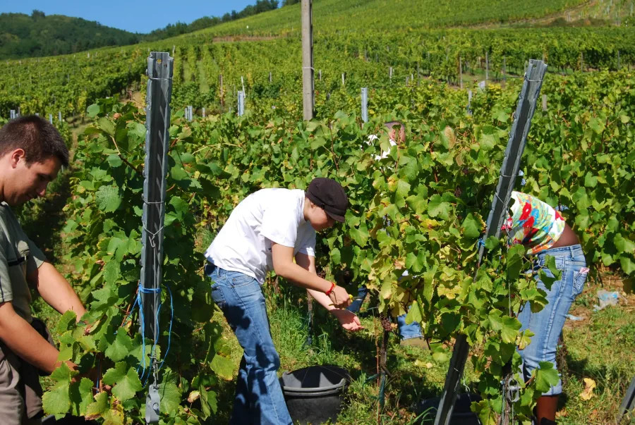 Image: Domaine Remy Gresser