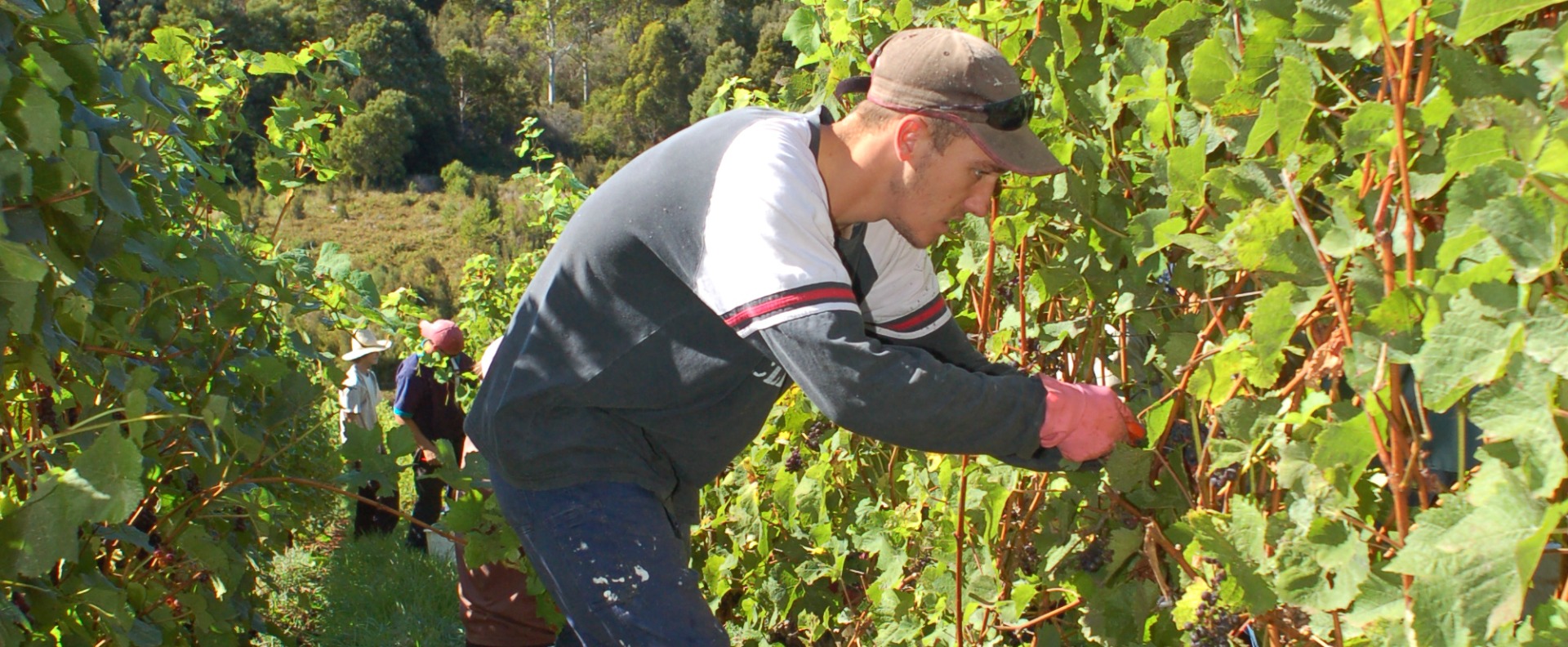 Hills Rd Vineyard harvest.