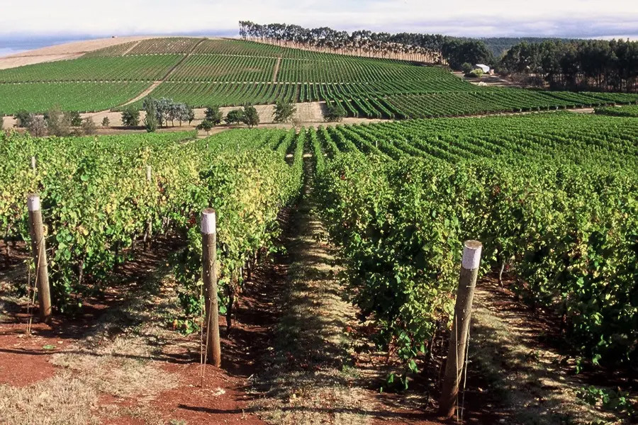 Pipers Brook Vineyard, NE Tasmania.