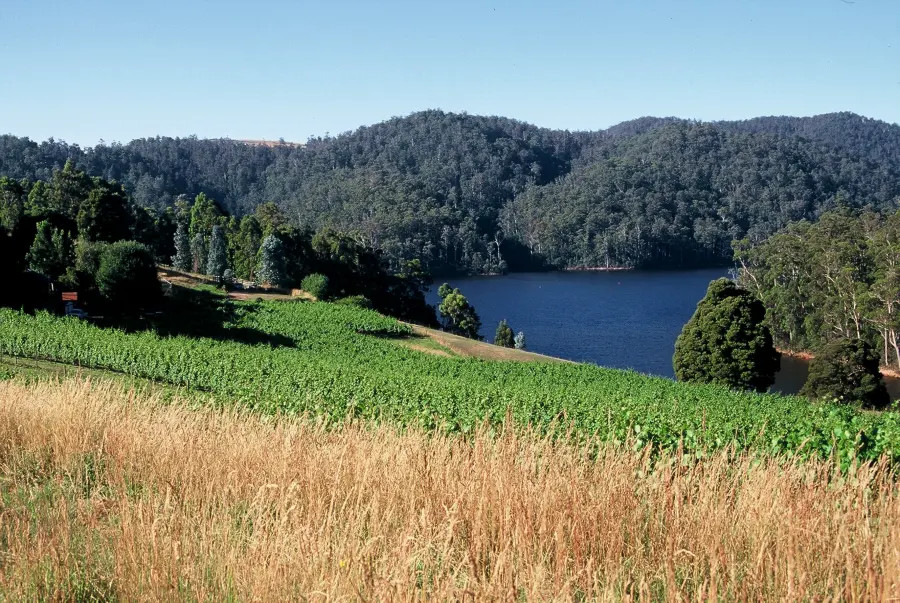 Lake Barrington Estate, NW Tasmania.
