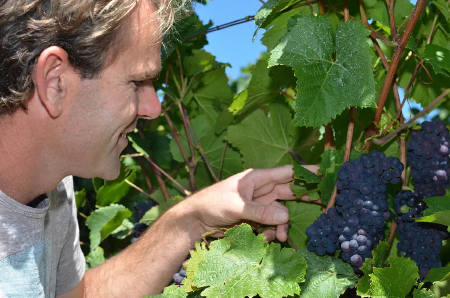 Fred Strachan assessing Pinot Noir