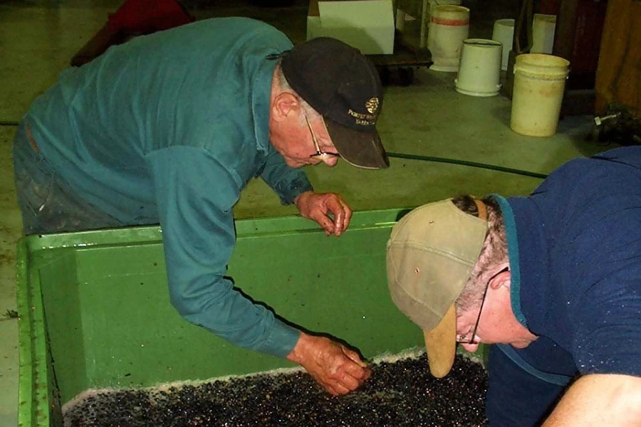 Removing stalks and stems from wine ferment.