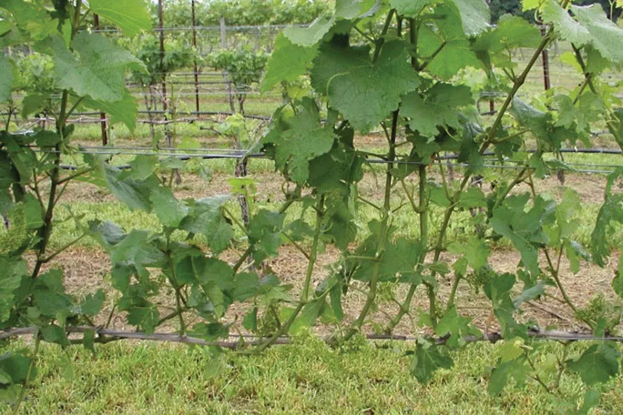 Wind-thinned Riesling. Image: The Examiner