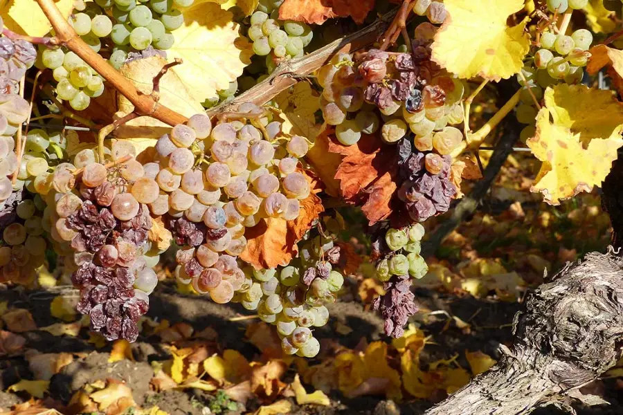 Botrytis at work. Image: WSET Global