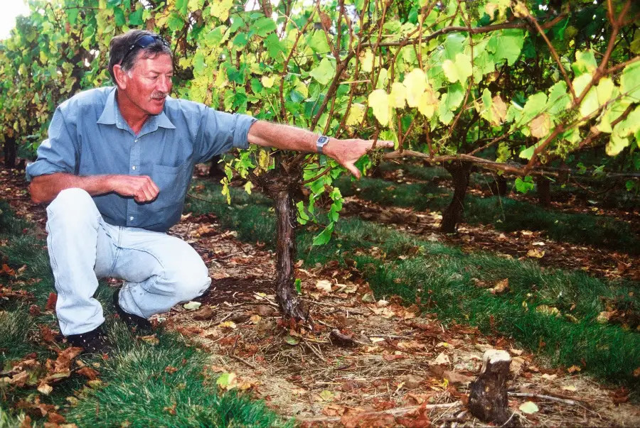 New spacing created by vine removal