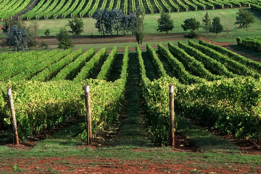 Pipers Brook Vineyard.