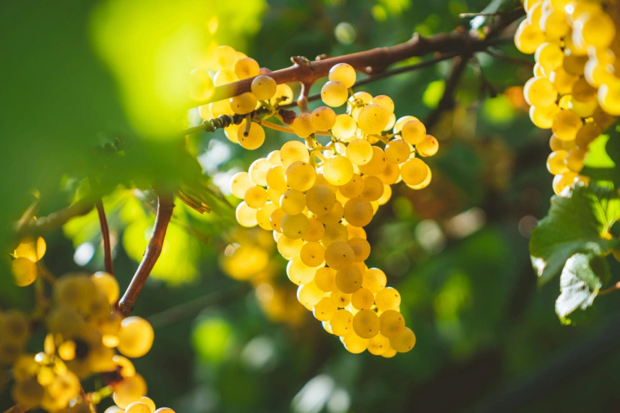 Riesling bunches awaiting pickers