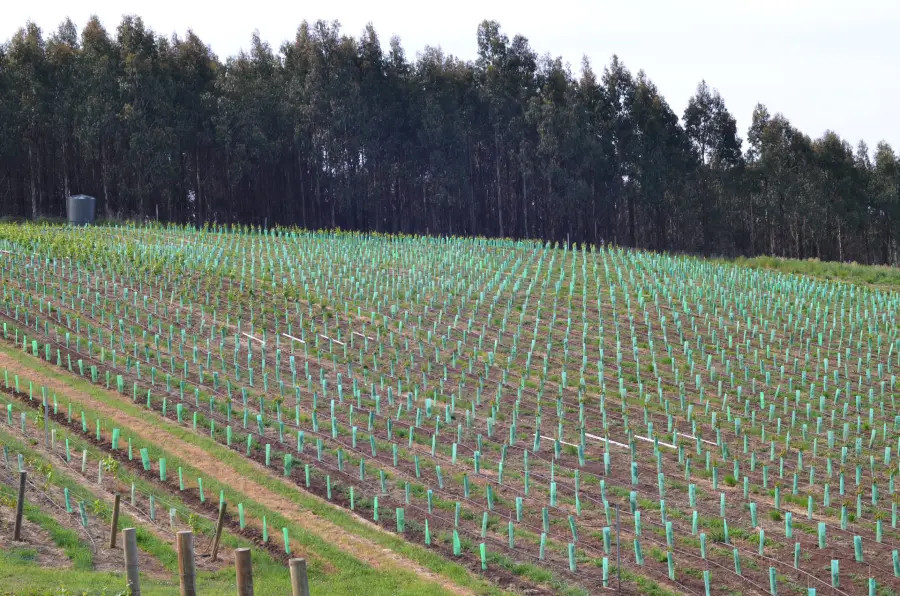 New plantings, November 2007