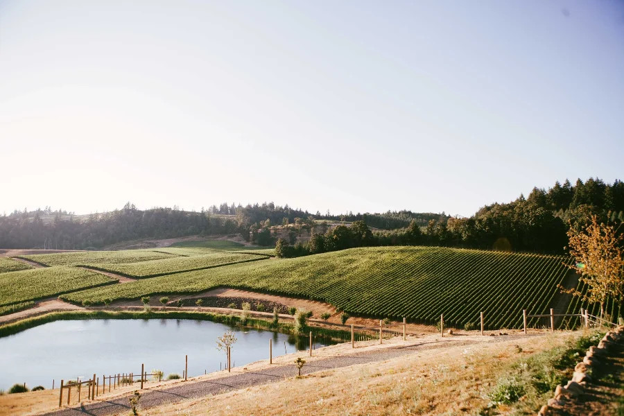 Image: Dukes Family Vineyards, Oregon US