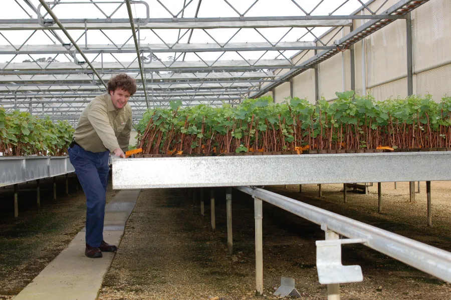Vine production barrelling along at Somerset.