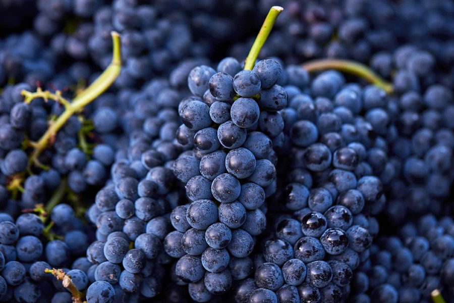 Pinot perfection