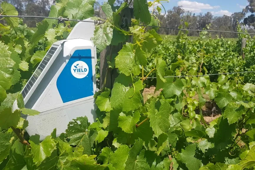 In-vine sensing node. Image: Supplied