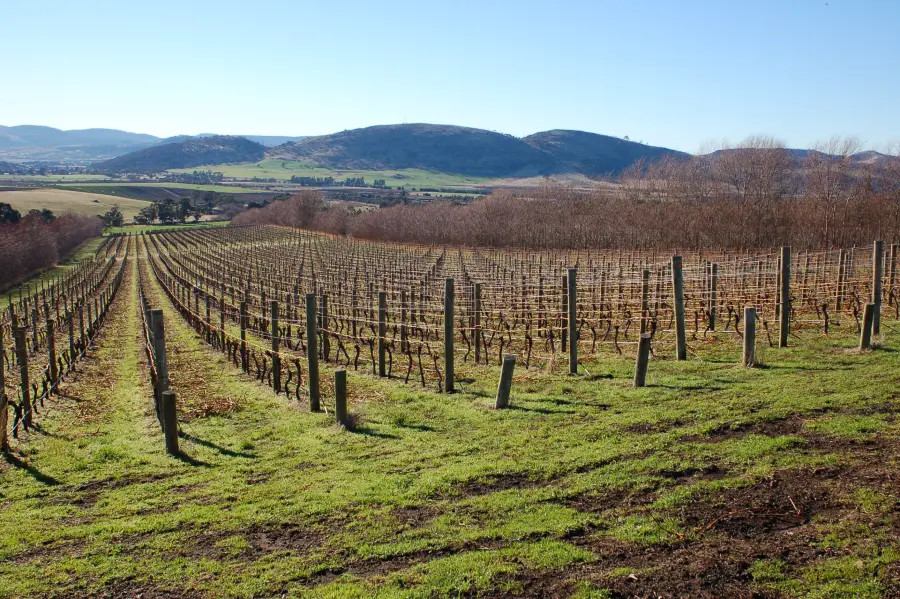 Tolpuddle Vineyard, Richmond