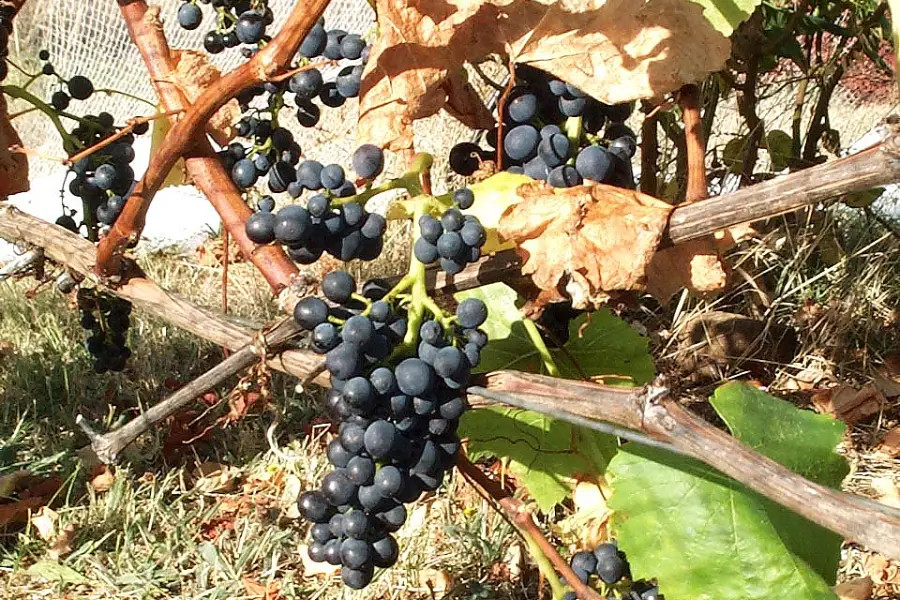 Clone 8104 with characteristic loose bunches
