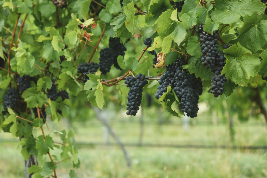 Image: Wine Australia