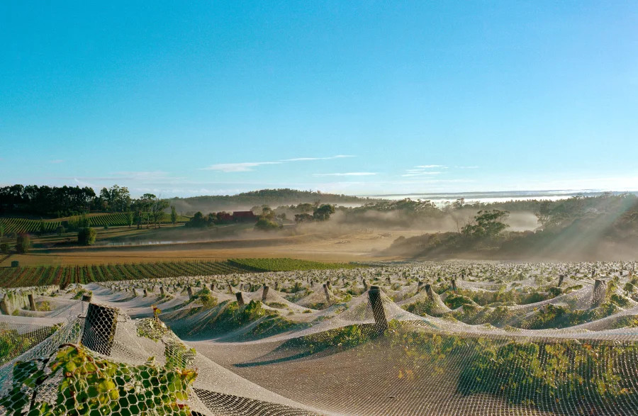 Image: Pipers Brook Vineyard