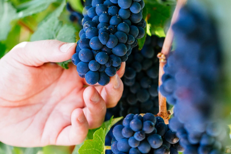 Image: Andre Castelluci, Wine Australia