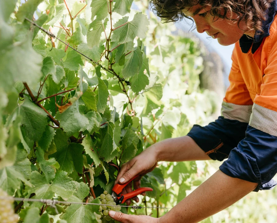 Image: Oakridge Wines