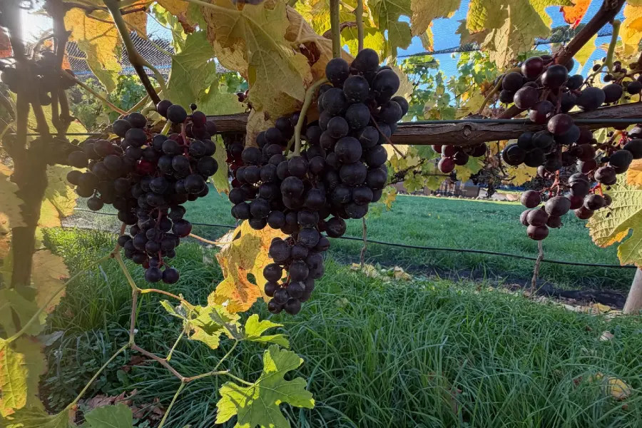 Image: Rusty Roof Vineyard